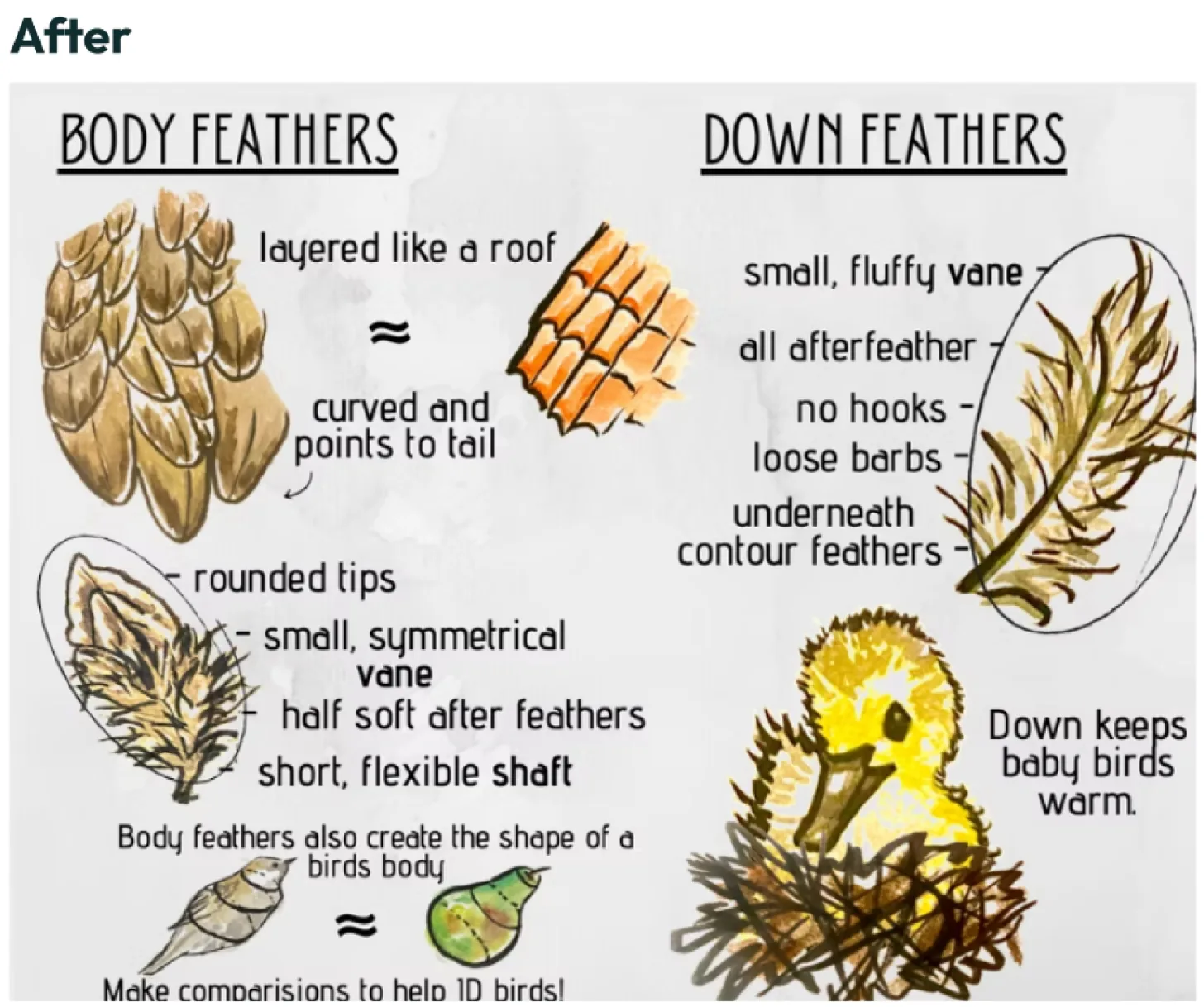 Revised feathers page comparing body feathers and down feathers